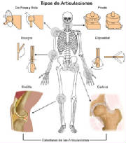 articulaciones.jpg
