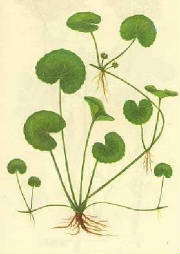 centellaasiatica.jpg